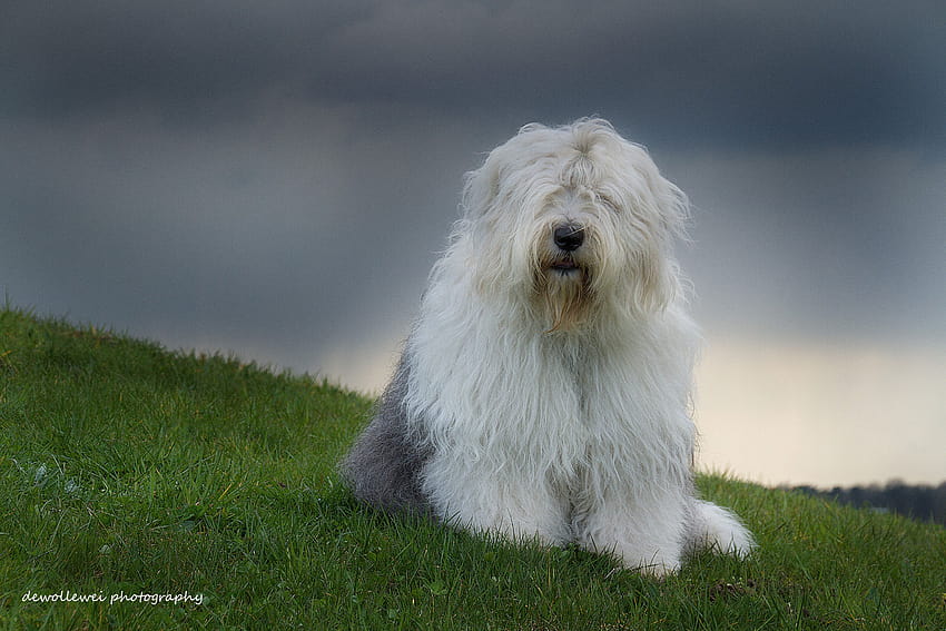 Old English Sheepdog Dogs Lawn Grass Animals 5184x3456, old dogs HD wallpaper