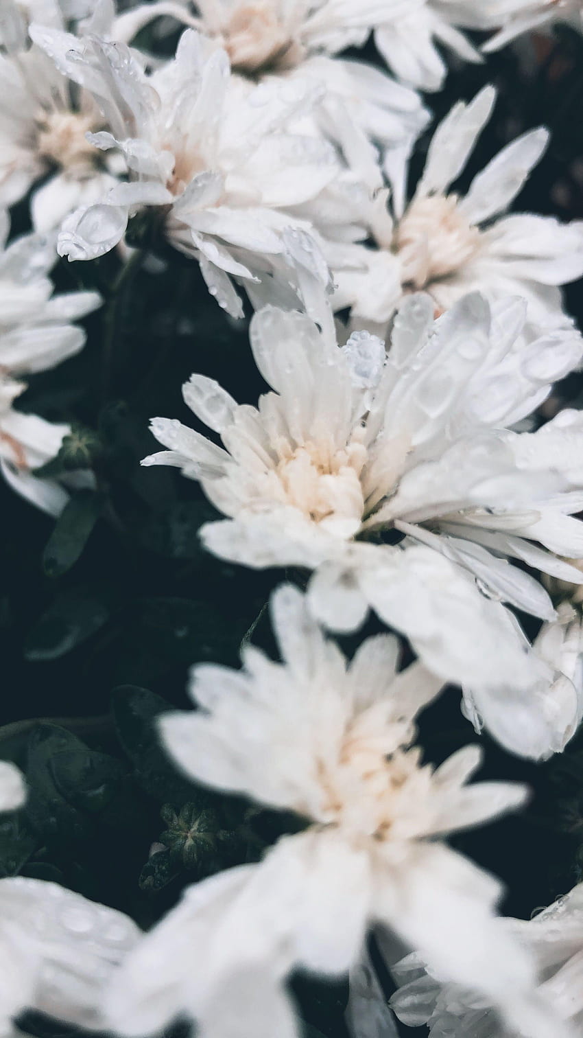 1000 Flower Rain Pictures  Download Free Images on Unsplash