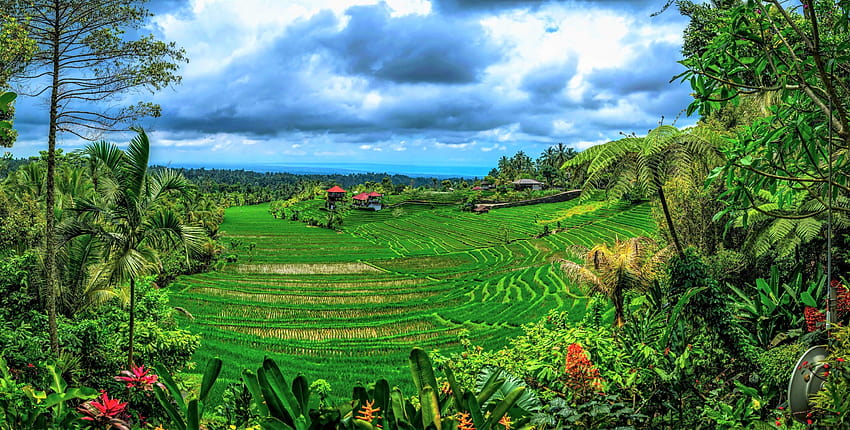 Bali Earth Green Indonesia Landscape Rice Terrace Tree Tropical HD wallpaper