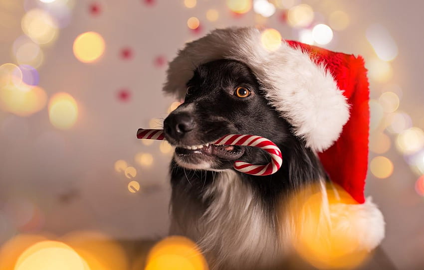 dog, New Year, Christmas, Christmas, dog, 2018, christmas dog light HD wallpaper