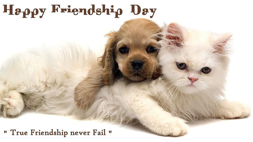 2017!! Friendship Day Wishes Quotes Sms Sayings Messages Whatsapp, international cat day 2018 HD wallpaper