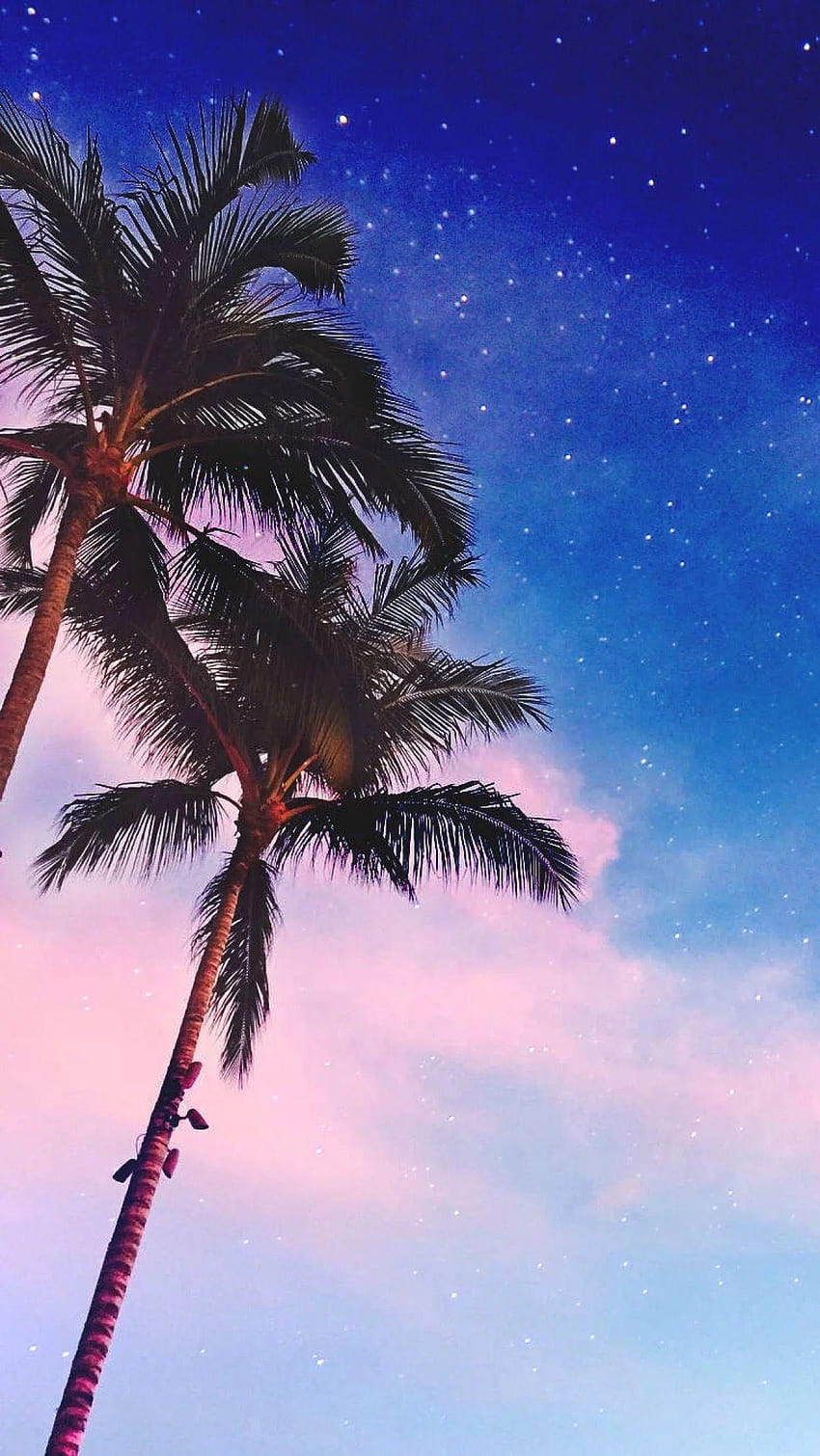 Palm Trees ❤ For • Wide & Ultra, iphone 8 plus HD phone wallpaper | Pxfuel