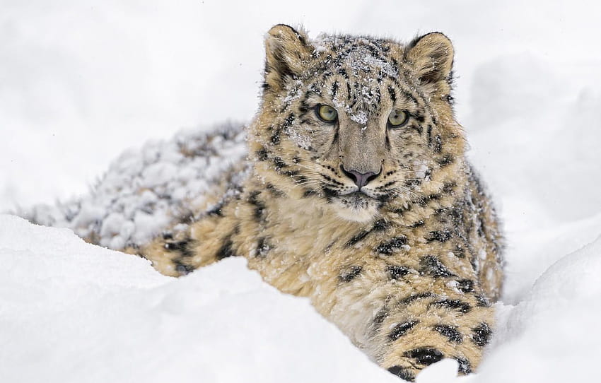 winter, face, snow, predator, lies, IRBIS, snow leopard, snow leopard cubs wild animals HD wallpaper
