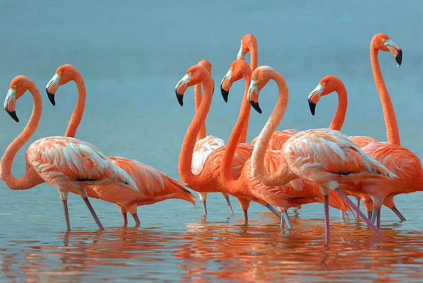 pássaro flamingo papel de parede HD