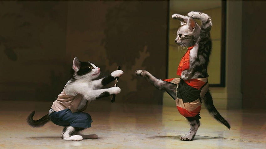 Śmieszne koty karate, dziwne koty Tapeta HD