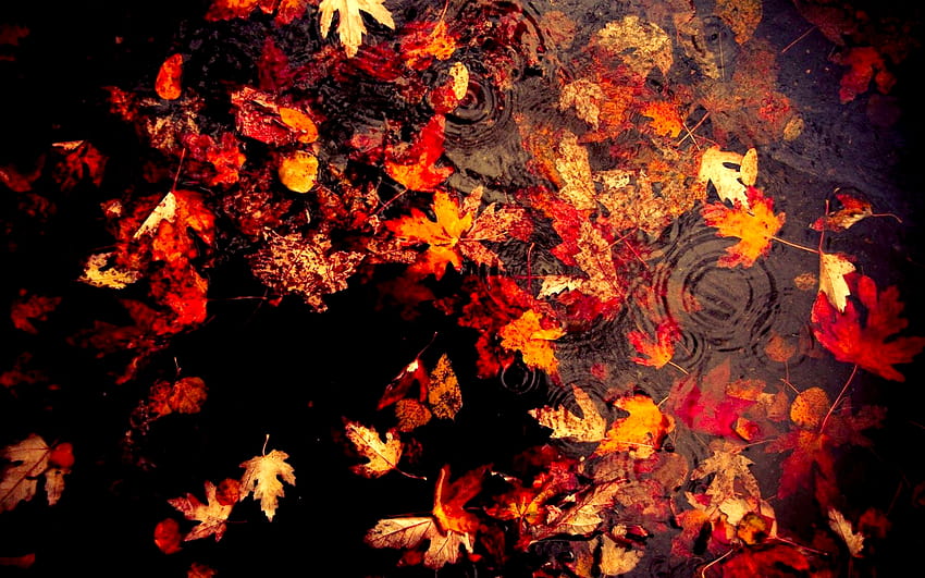 daun musim gugur merah kuning hijau Wallpaper HD
