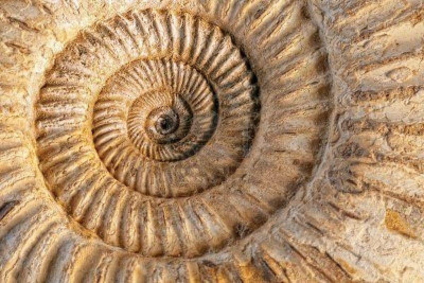 Fossil Tag : Oregon National John Day Field Beds HD wallpaper | Pxfuel