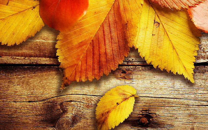 Nature Autumn Season Wood Leaves [2560x1600], autumn wood HD wallpaper