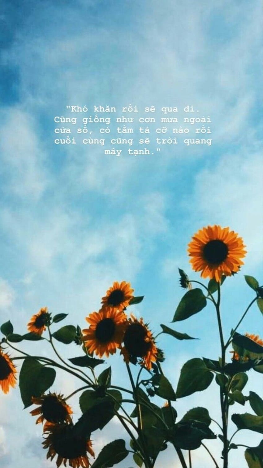 Aesthetic Sunflower Quotes, sunflowers with quotes HD phone wallpaper