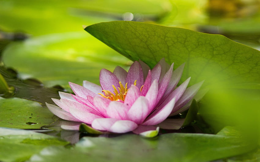 Green leaf and pink lotus, flower , 3840x2400, Ultra 16:10, , lotus flower ultra HD wallpaper