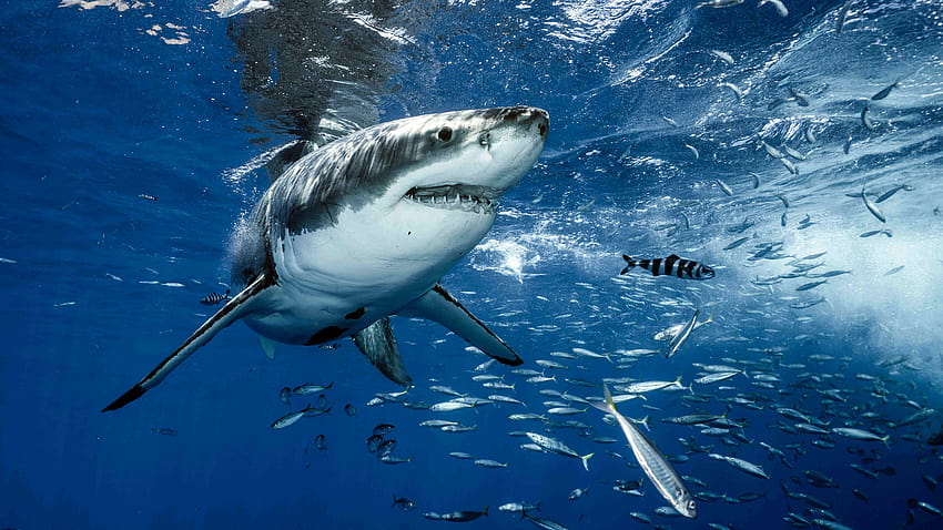white sharks eat bottom, shark eating wallpaper | Pxfuel