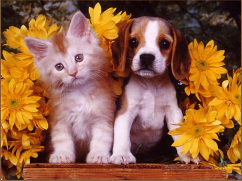 İçin > Cute Puppy And Kitten, kedili yavru köpek HD duvar kağıdı