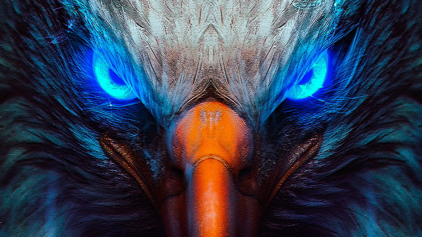 Adler, Adler-Hintergründe, cooler Adler HD-Hintergrundbild