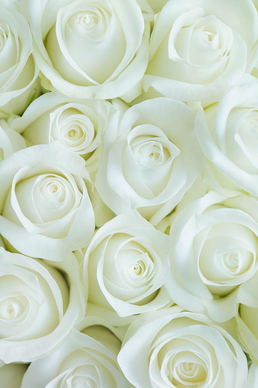 Coral Roses are The Perfect Way to Celebrate Your First, valentines day white HD phone wallpaper