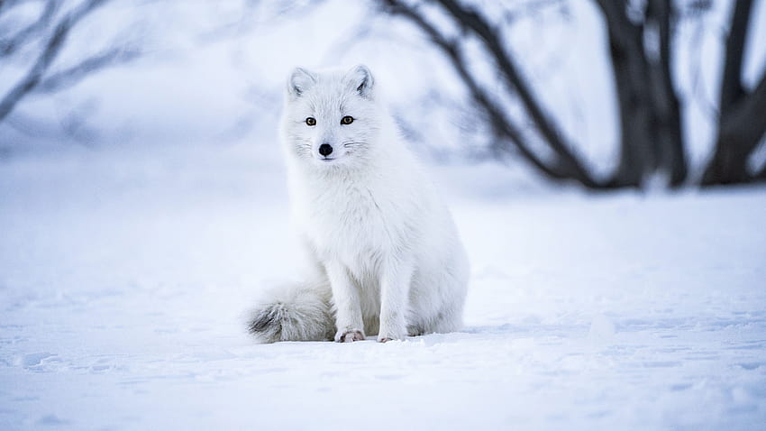 Arctic fox, White wolf, Iceland, Snow field, Selective Focus, Mammal, Wildlife, » , Ultra, wild life HD wallpaper