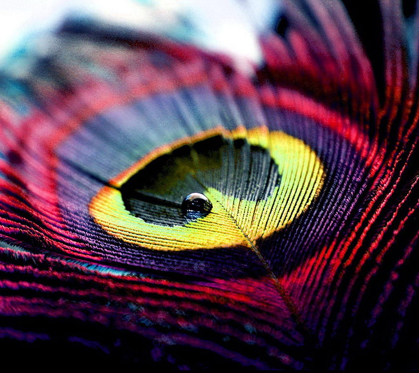 5 Peacock Feather, mor pankh HD wallpaper