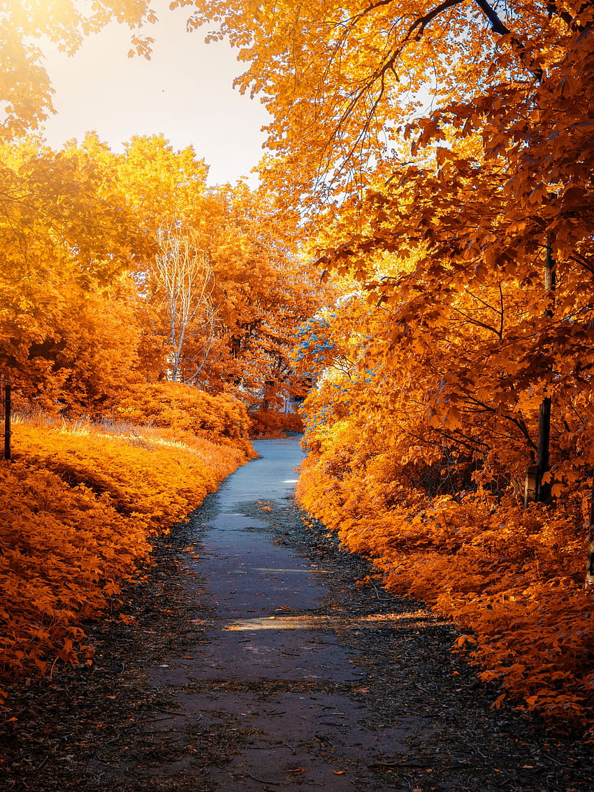 Arces , Otoño, Otoño, Camino, Woods, Fall Foliage, Amarillo, Naturaleza fondo de pantalla del teléfono