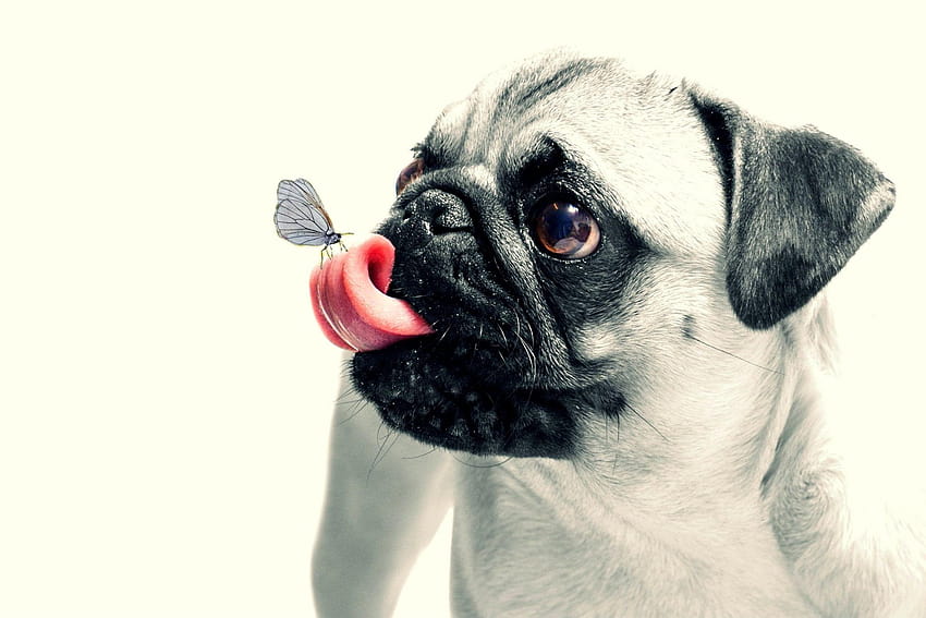 Borboleta empoleirada na língua de pug fulvo, cachorro pug papel de parede HD