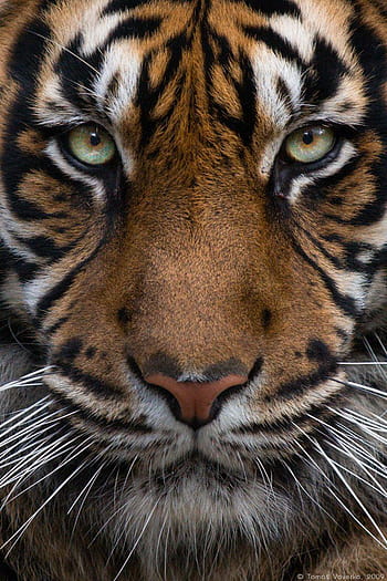 Zoo Tycoon players meet first Community Challenge supporting Sumatran Tiger  Survival Program