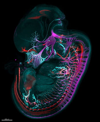Embryo Images Online