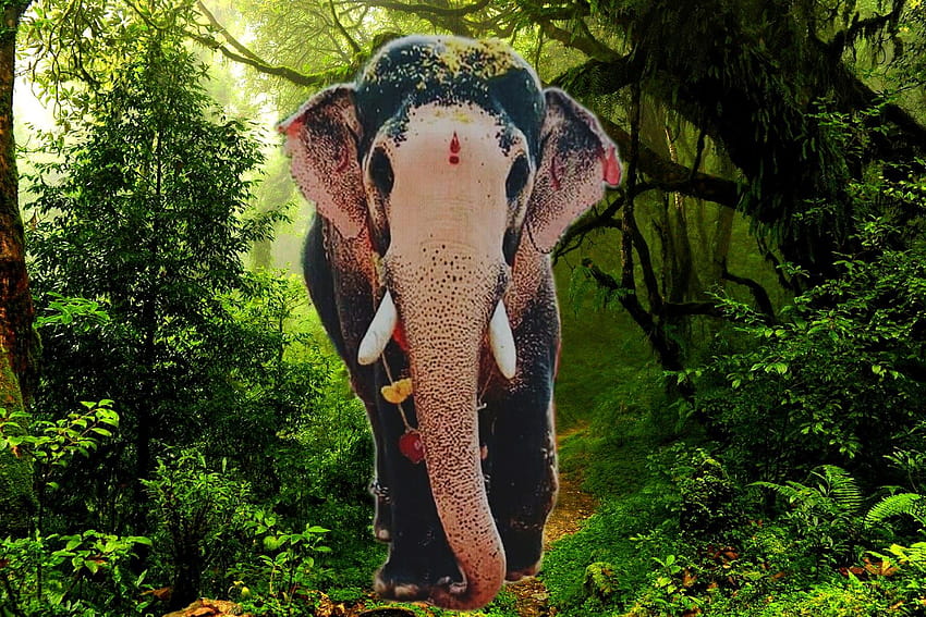Kerala Filleri, pambadi rajan HD duvar kağıdı