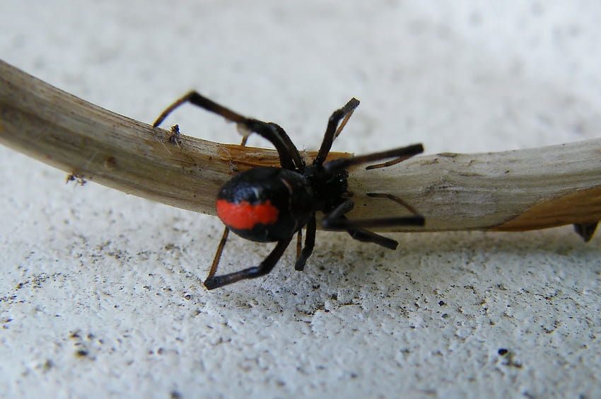Най-добрите животни: информация за Redback Spider и най-новото за 2013 г., паяк черна вдовица HD тапет