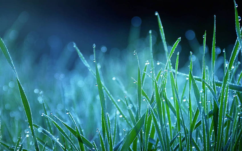 Winter Season Grass On Water Drops, winter grassland HD wallpaper