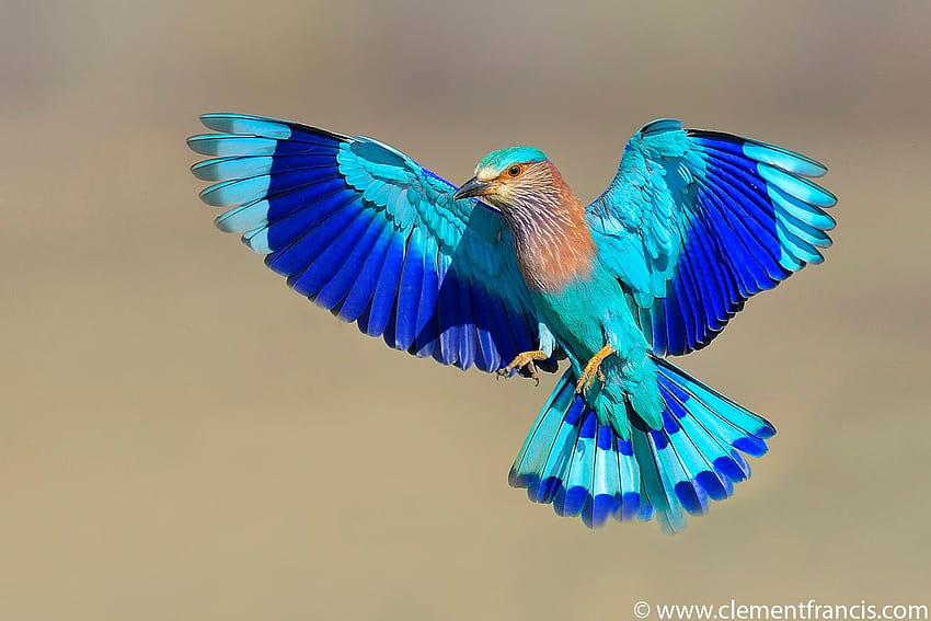 The Indian Roller. : r/pics HD wallpaper