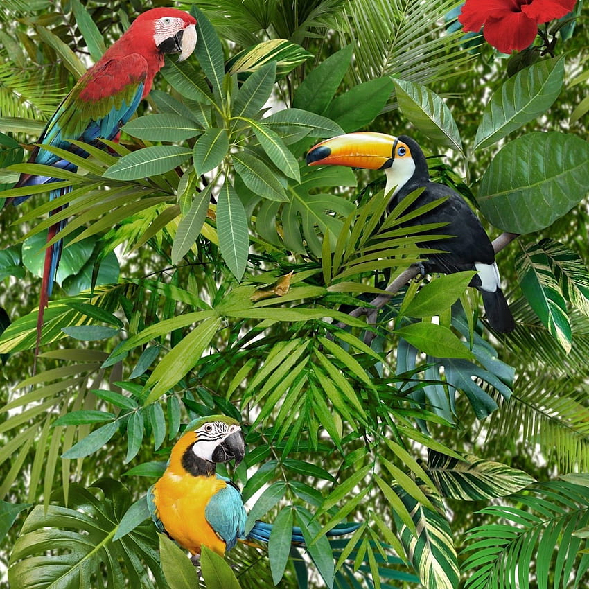 Tropikalna dżungla Tukan Papuga Ptak Wzór Kwiat Liście Liść Muriva 5060233004881, baby tucan Tapeta na telefon HD