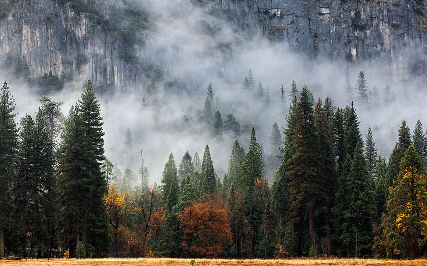 vita cielo paesaggio alberi sereno prato natura tempesta calma instagram avventura Explore Woods nebbia mattutina nebbioso escursione Yosemite Parco Nazionale Yosemite rei calmante trevlee trev lee trevor lee Trevor Lee graphy Sfondo HD