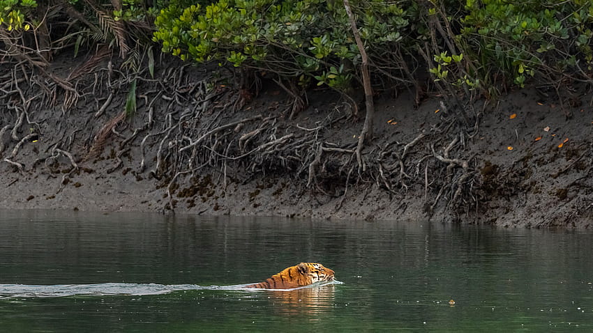 Wildtiergraphik-Touren und Workshops zum Sunderbans-Nationalpark, Sundarbans HD-Hintergrundbild