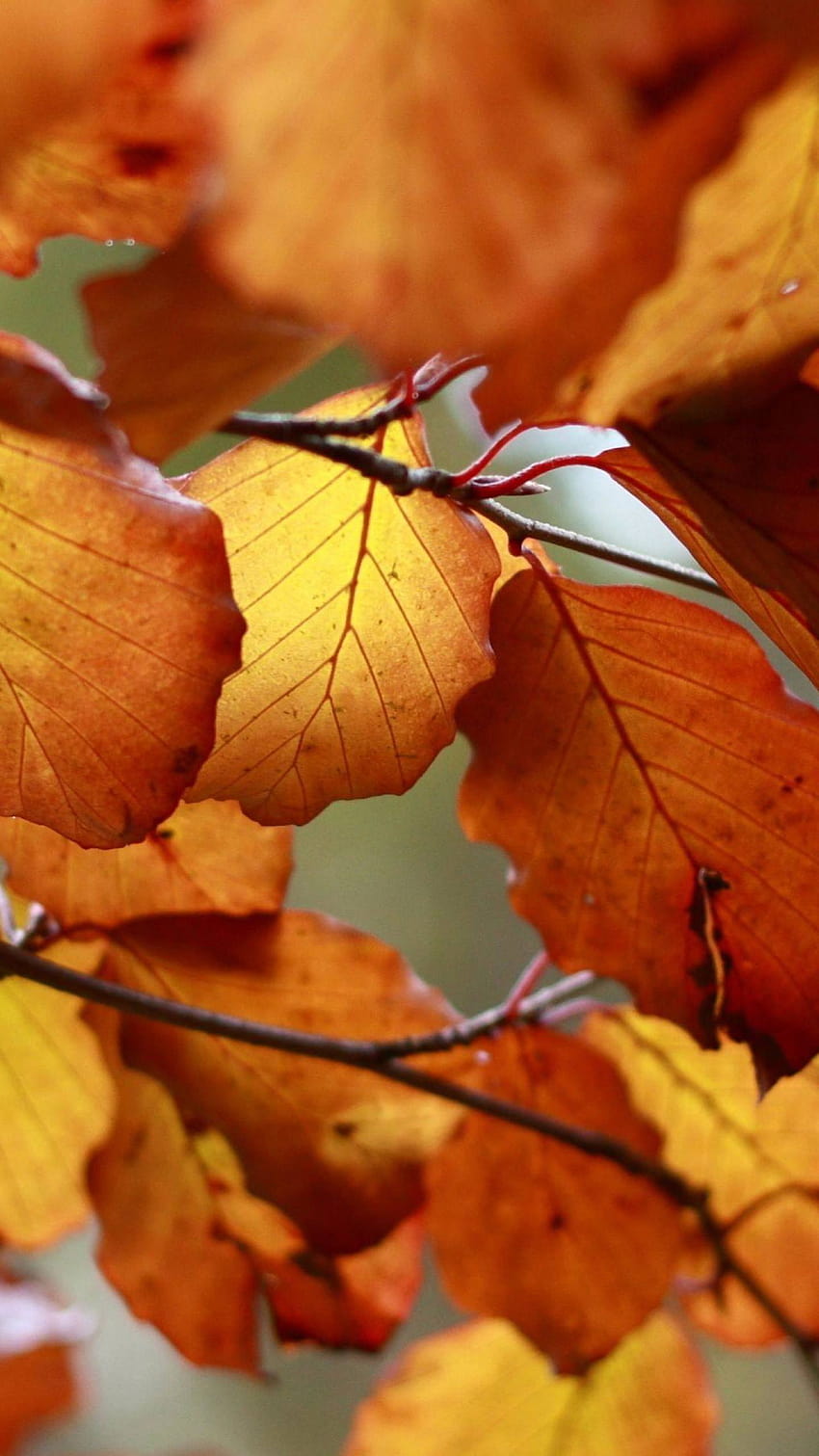 Autumn Leaves Nature, android brown leaves HD phone wallpaper