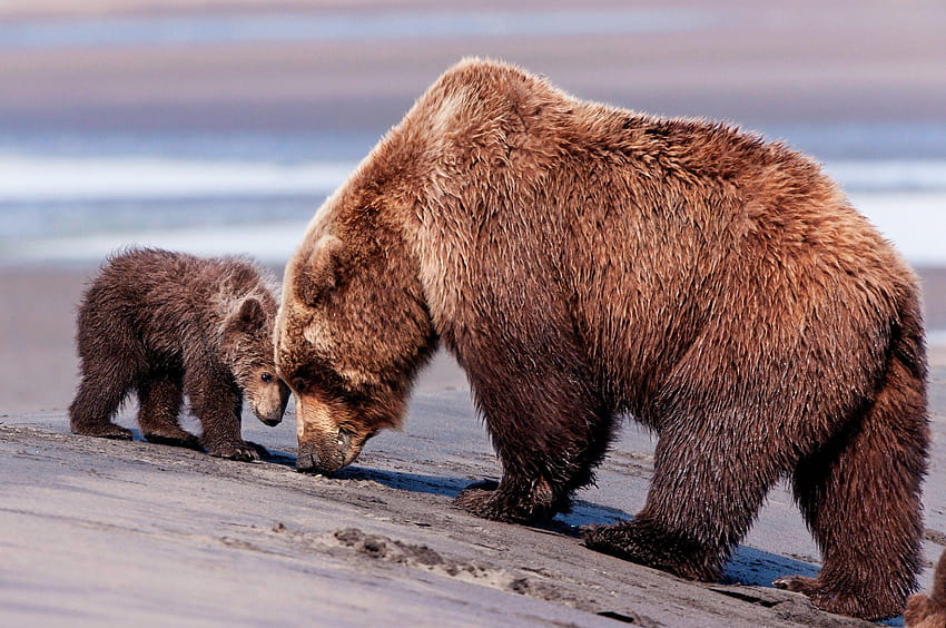 love, family, animals, bears, wild, mammals :: HD wallpaper