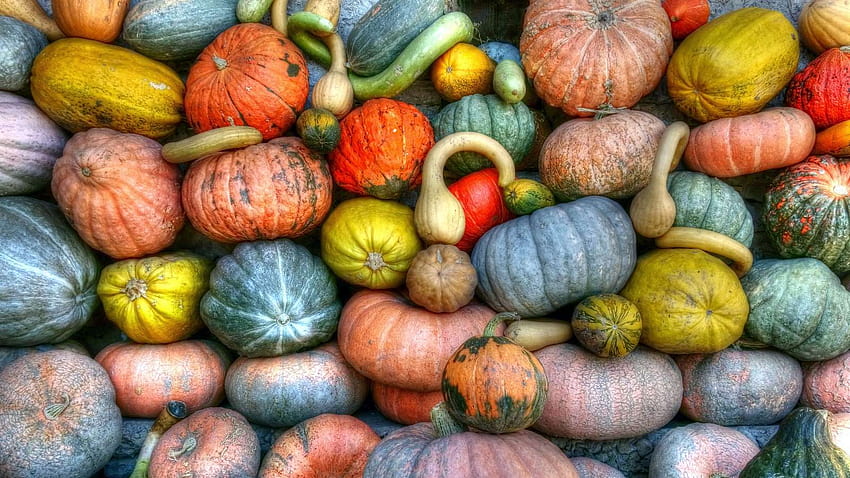 508505 Fülle, Landwirtschaft, Ernte, Herbst, Lebensmittel, Obst, Kürbis, wachsen, Halloween, gesund, Markt, Kürbis, Kürbis, Gemüse, Herbstfrüchte HD-Hintergrundbild
