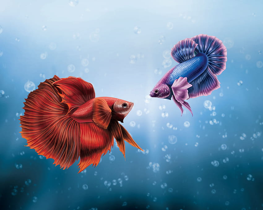 Fish posted by Samantha Walker, dragon fish HD wallpaper