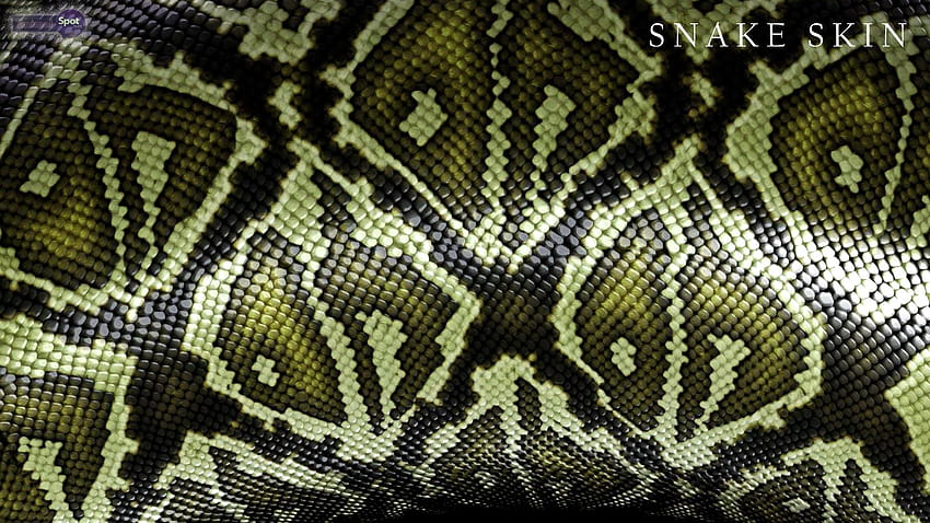 Snakeskin HD wallpaper