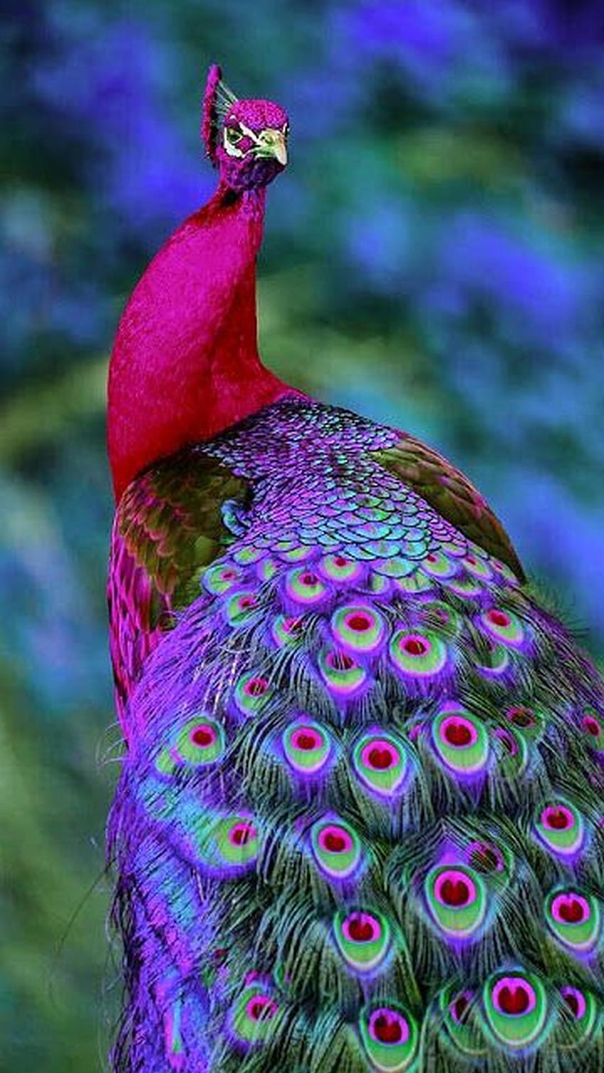 Peacock Images  Free Download on Freepik
