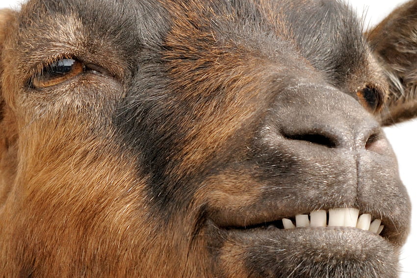 коза, кожа, муцуна, глава, нос, око, близък план, работещо животно, кози, ухо, добитък, сладки кози HD тапет
