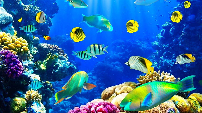 Beautiful Underwater Sea, marine animals HD wallpaper