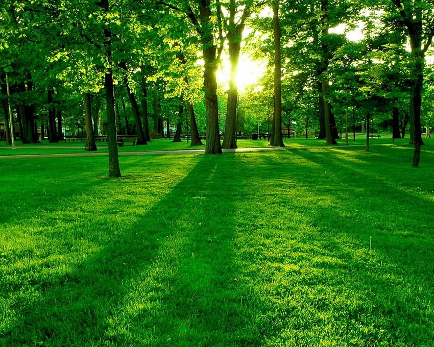 Grüner Wald, fantastischer grüner Wald, grüner Waldlaptop HD-Hintergrundbild