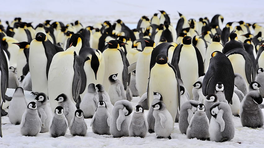 Emperor Penguin , Animal, HQ Emperor Penguin HD wallpaper