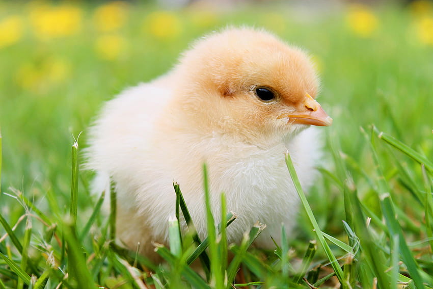 Selective focus graphy of chick in green grass, spring chickens HD wallpaper