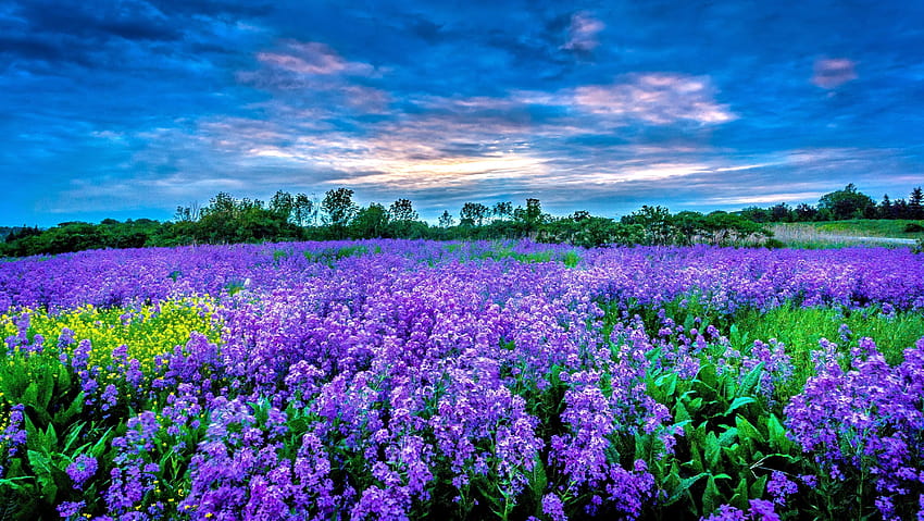 6 Champ de fleurs violettes, champ de fleurs violettes Fond d'écran HD