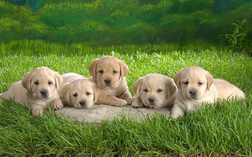 of Cute Puppies on HD wallpaper