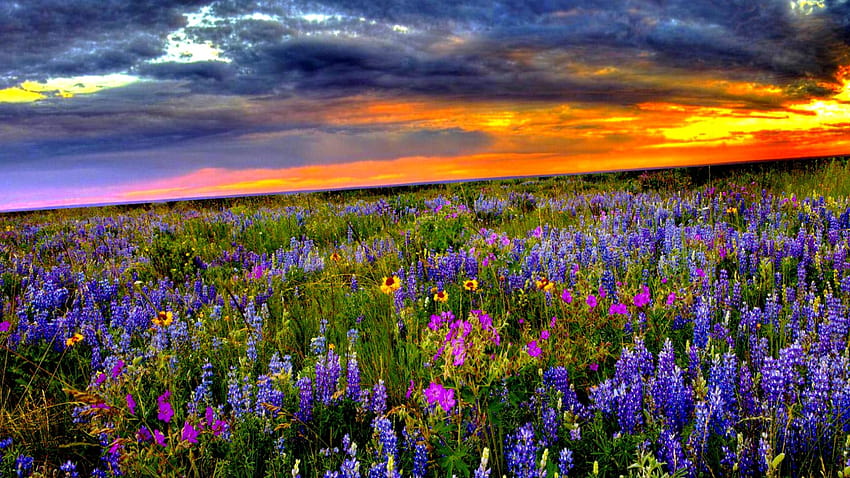 ทุ่งดอกไม้ยามอาทิตย์อัสดง ทุ่งแสงตะวัน หลากสีสัน วอลล์เปเปอร์ HD