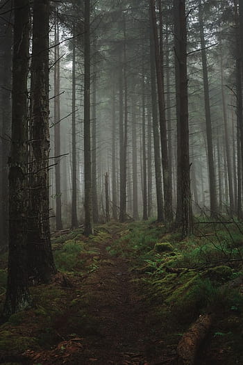 Foggy Forest , Foggy Aesthetic HD wallpaper | Pxfuel