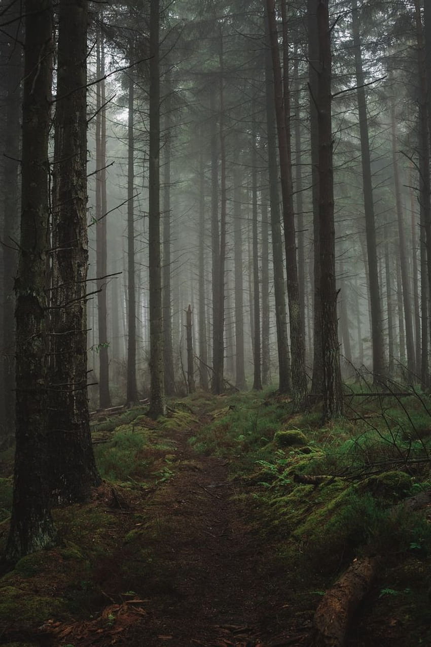 霧の森。 this by Nathan McDine in 2021, 美的緑の森 HD電話の壁紙