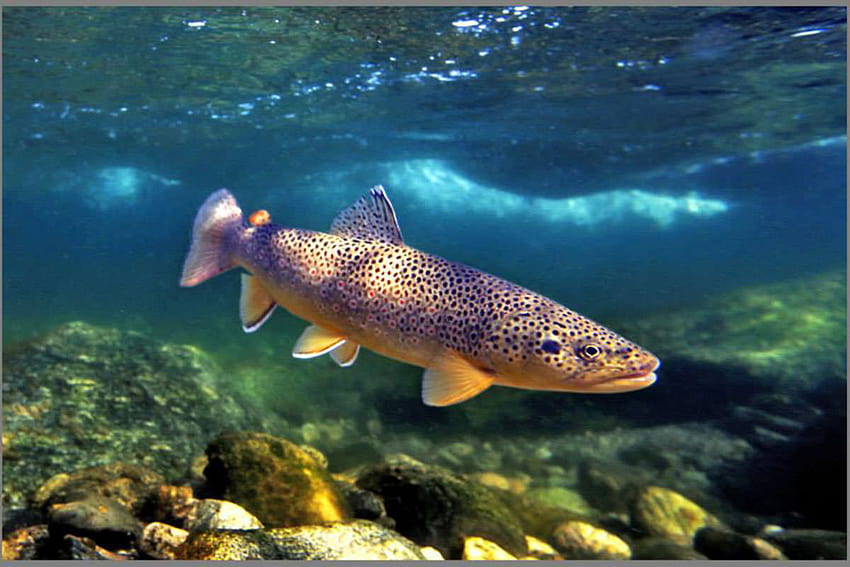Montana Trout graphy, brown trout HD wallpaper