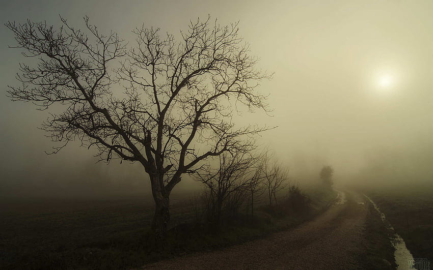 Dusk Sky Stars, dense fog HD wallpaper