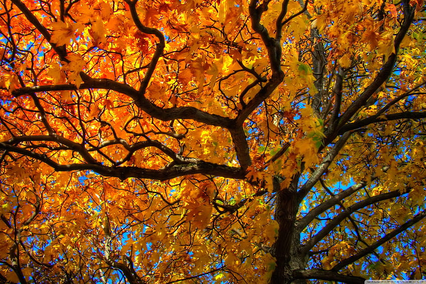 Golden Tree Crown Ultra Backgrounds for HD wallpaper